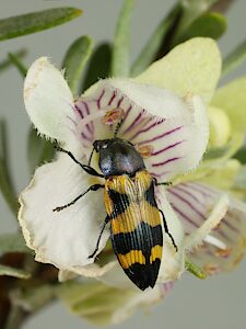 Castiarina powelli, PL4934, female, on Prostanthera althoferi ssp. longifolia (PJL 3531), EP, 9.4 × 4.3 mm
